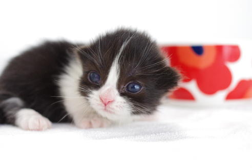 成約済の愛知県のミヌエット-3897の5枚目