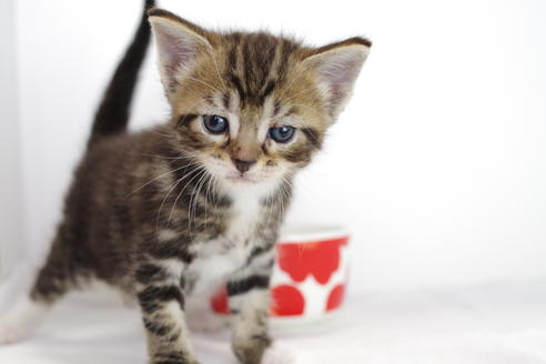 成約済の愛知県のマンチカン-3898の5枚目