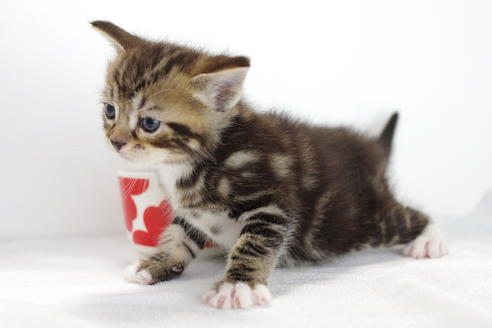 成約済の愛知県のマンチカン-3898の3枚目