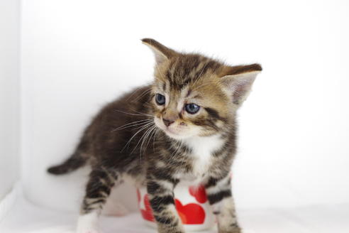 成約済の愛知県のマンチカン-3898の1枚目