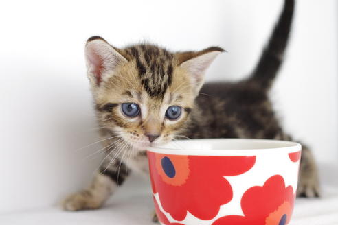 成約済の愛知県のマンチカン-3899の4枚目