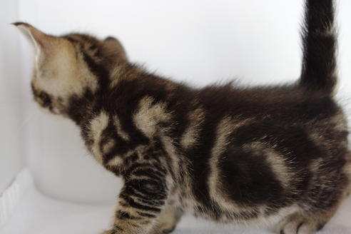 成約済の愛知県のマンチカン-3899の3枚目