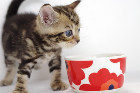 成約済の愛知県のマンチカン-3899の2枚目