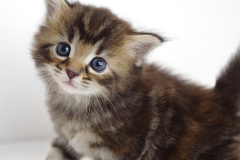 成約済の愛知県のマンチカン-3900の5枚目