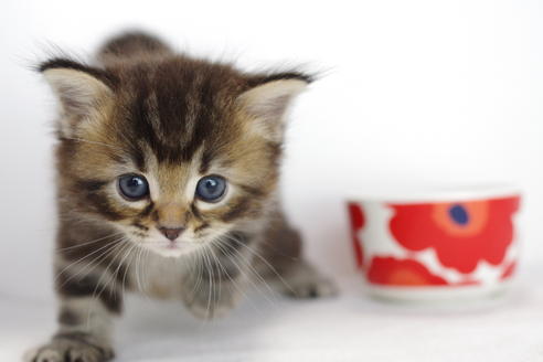 成約済の愛知県のマンチカン-3900の4枚目