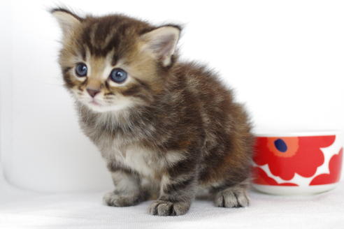 成約済の愛知県のマンチカン-3900の3枚目