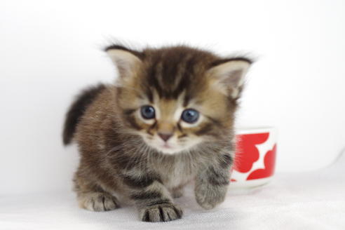 成約済の愛知県のマンチカン-3900の2枚目