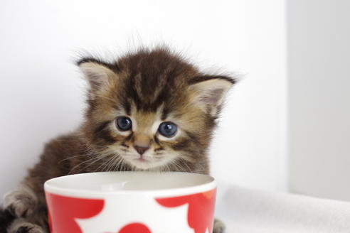 成約済の愛知県のマンチカン-3900の1枚目