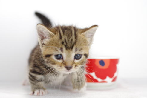 成約済の愛知県のマンチカン-3901の5枚目