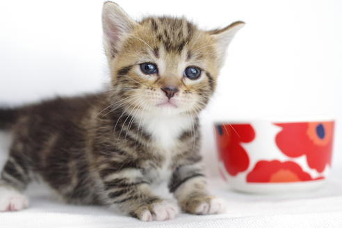 成約済の愛知県のマンチカン-3901の4枚目