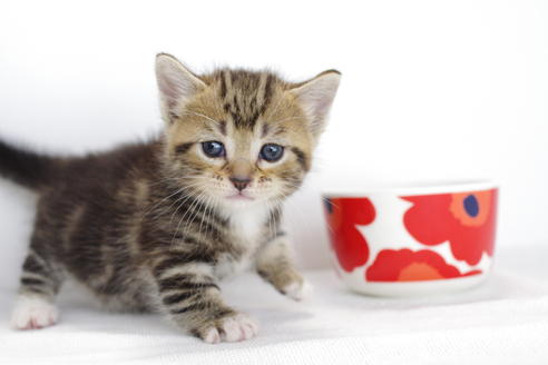 成約済の愛知県のマンチカン-3901の3枚目