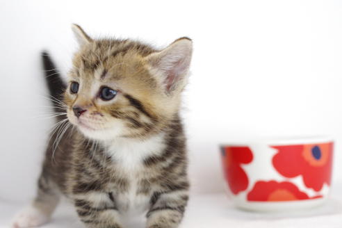 成約済の愛知県のマンチカン-3901の2枚目