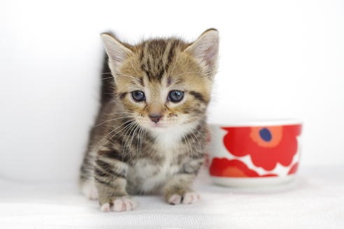 成約済の愛知県のマンチカン-3901の1枚目