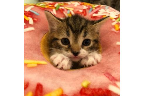 成約済の大阪府のスコティッシュフォールド-3905の5枚目