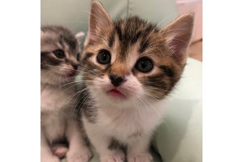 成約済の大阪府のスコティッシュフォールド-3905の2枚目