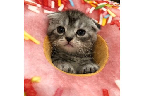 成約済の大阪府のスコティッシュフォールド-3906の4枚目