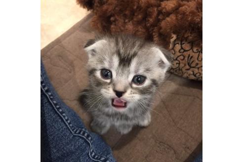 成約済の大阪府のスコティッシュフォールド-3906の2枚目