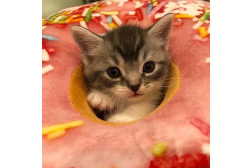 成約済の大阪府のスコティッシュフォールド-3907の4枚目