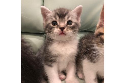 成約済の大阪府のスコティッシュフォールド-3907の3枚目