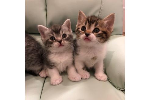 成約済の大阪府のスコティッシュフォールド-3907の2枚目