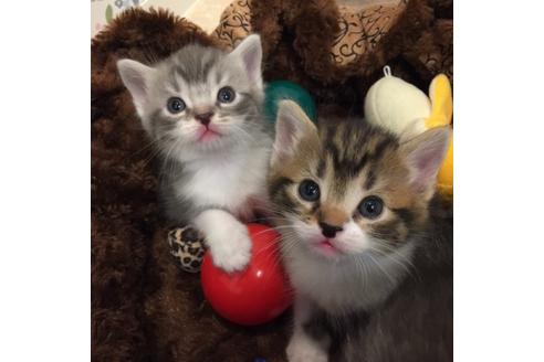 成約済の大阪府のスコティッシュフォールド-3907の1枚目