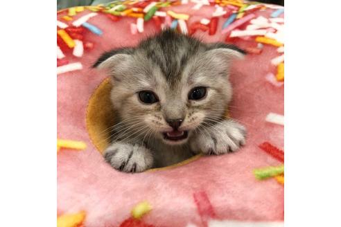 成約済の大阪府のスコティッシュフォールド-3908の5枚目