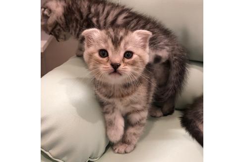 成約済の大阪府のスコティッシュフォールド-3908の4枚目