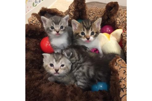 成約済の大阪府のスコティッシュフォールド-3908の3枚目