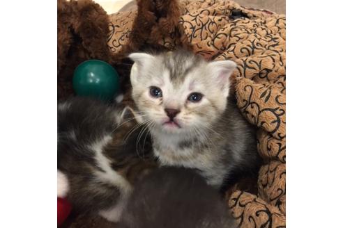 成約済の大阪府のスコティッシュフォールド-3908の2枚目