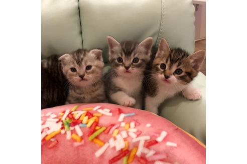 成約済の大阪府のスコティッシュフォールド-3908の1枚目