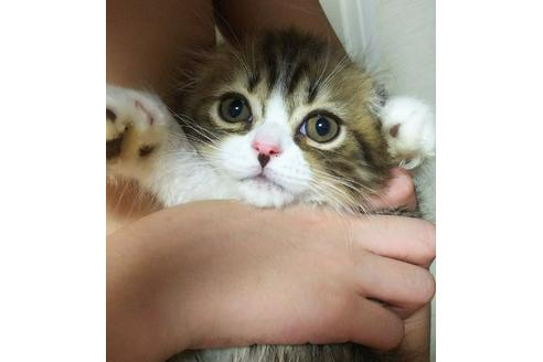 成約済の愛知県のスコティッシュフォールド-3855の1枚目