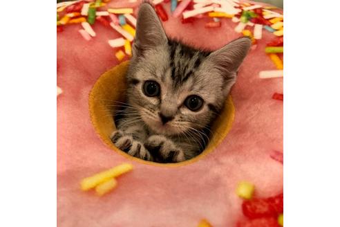 成約済の大阪府のアメリカンショートヘア-3909の3枚目