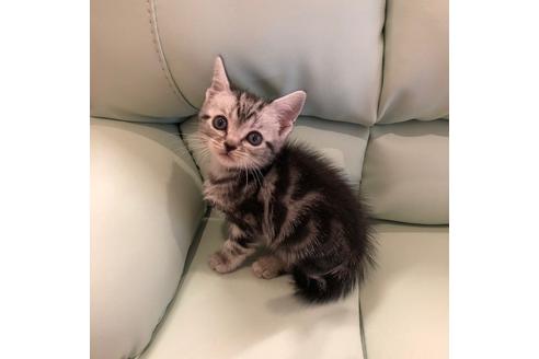 成約済の大阪府のアメリカンショートヘア-3909の2枚目