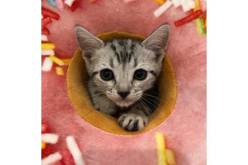 成約済の大阪府のアメリカンショートヘア-3910の3枚目