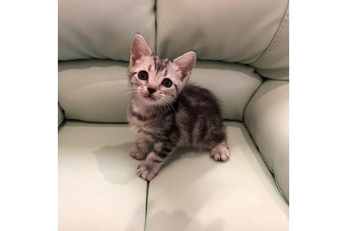 成約済の大阪府のアメリカンショートヘア-3910の2枚目