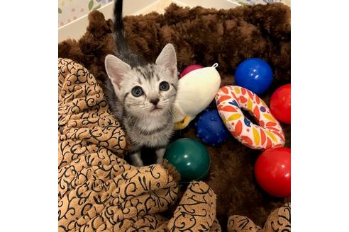 成約済の大阪府のアメリカンショートヘア-3910の1枚目