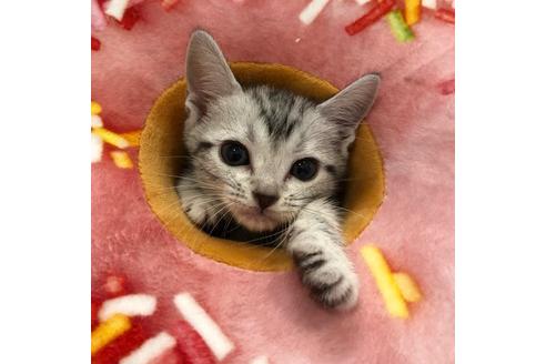 成約済の大阪府のアメリカンショートヘア-3911の3枚目