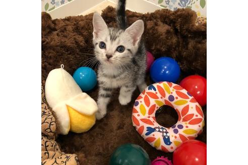 成約済の大阪府のアメリカンショートヘア-3911の2枚目