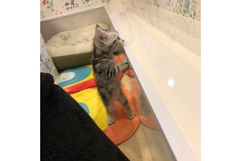 成約済の大阪府のアメリカンショートヘア-3911の1枚目