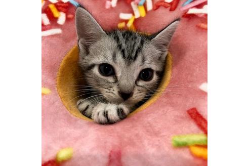 成約済の大阪府のアメリカンショートヘア-3912の3枚目