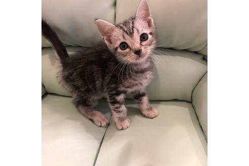 成約済の大阪府のアメリカンショートヘア-3912の2枚目