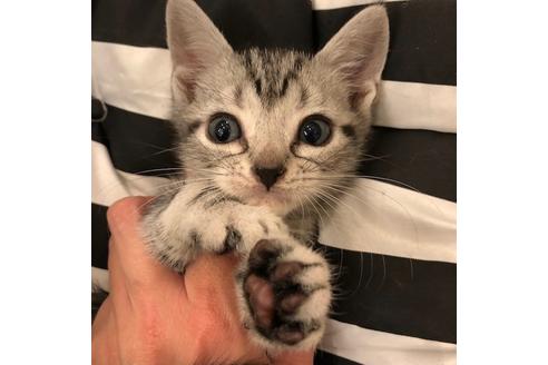 成約済の大阪府のアメリカンショートヘア-3912の1枚目