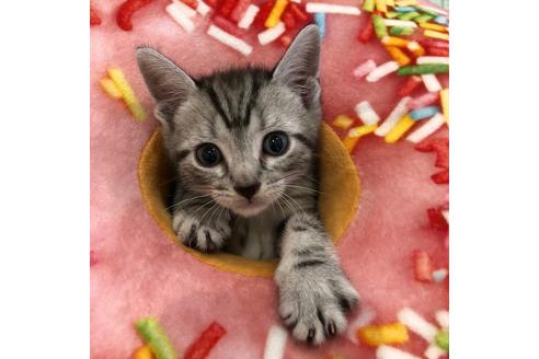 成約済の大阪府のアメリカンショートヘア-3913の3枚目