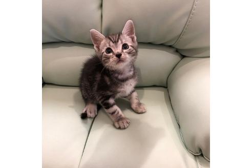 成約済の大阪府のアメリカンショートヘア-3913の2枚目