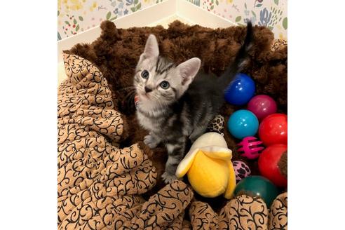 成約済の大阪府のアメリカンショートヘア-3913の1枚目