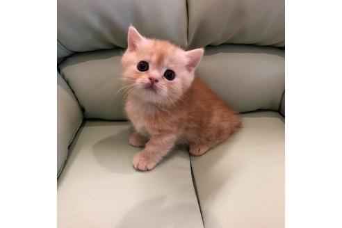 成約済の大阪府のマンチカン-3914の5枚目