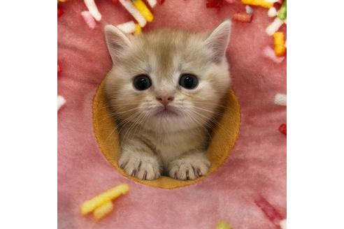 成約済の大阪府のマンチカン-3914の4枚目