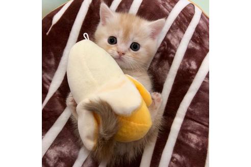 成約済の大阪府のマンチカン-3914の3枚目