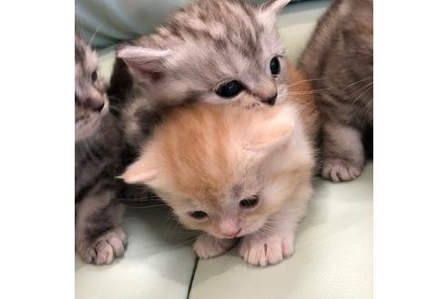 成約済の大阪府のマンチカン-3914の1枚目