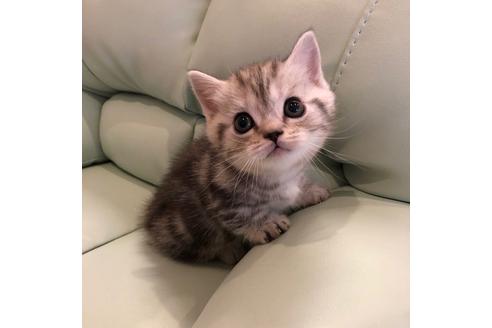 成約済の大阪府のマンチカン-3915の5枚目